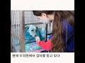 [재미있는 포토영상] 러시아서 유기견 온 몸 화학물질오염으로 파란색으로 물들여 | CCTV 한국어방송