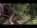 Bodycam: Police K9 Shot During Police Shooting. Jacksonville, FL. July 22, 2022.