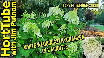 White Wedding® Hydrangea in 2 Minutes - Great Flowering Variety💮