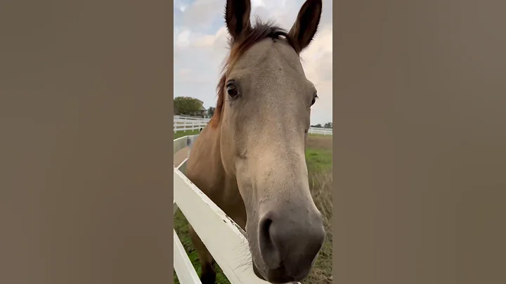 Texas Horse Life