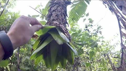 Người Tây Nguyên #5 | Chuối cô đơn và măng le rừng, sản vật núi rừng Tây Nguyên