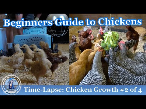 Chicken Growth (TIME-LAPSE) #2 of 4 - RAISING CHICKENS 101