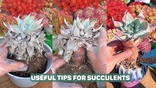 Useful Tips For Succulents - Part 71 | 多肉植物 | 다육이들 | Suculentas