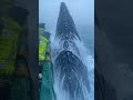 Massive humpback whale swims dangerously close to the boat in thick fog! 😱#HumpbackWhale #Encounter
