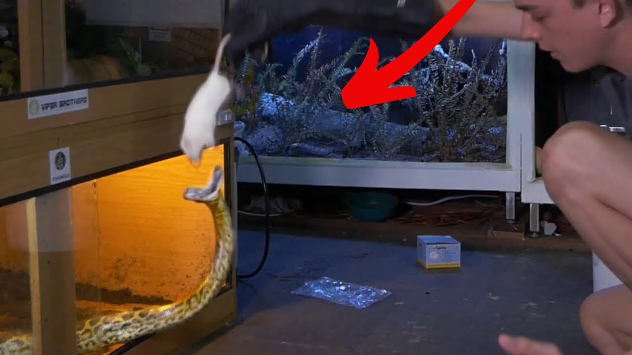 Feeding My pet ANACONDA & VENOMOUS Snakes - YouTube - Feeding Young Snakes Commercial Anaconda Food