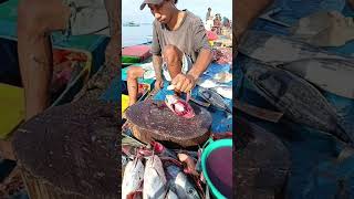 The charm of this young man's sharp machete cuts really fresh skipjack tuna #fish #fillet #fyp #food