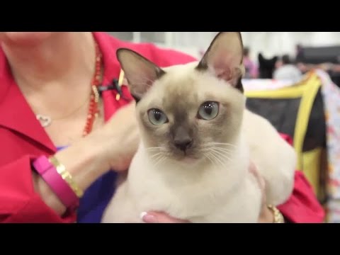 Video: Tonkin Cat: Breed Features