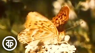 Биология. 8 класс. Бабочки (1989)