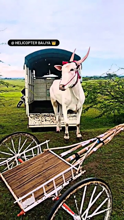 helicopter। bajiya ...... royal intry....... 🦁🤩👑 #kolhapur