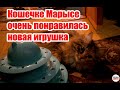 Кошечке Марысе очень понравилась новая игрушка.