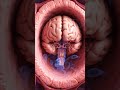 Why You Always Feel Congested Explained In 60 Seconds