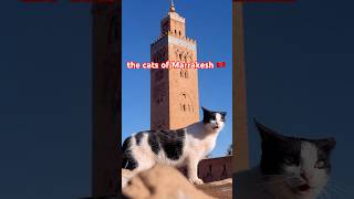 Marrakesh is the cat’s meow 😸! Loving this city, its food, and its cute little creatures!