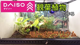 100均観葉植物で作るアクアテラリウム モトイカブトトカゲ Youtube 100均観葉植物で作るアクアテラリウム モトイカブトトカゲ Youtube