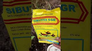 Cara mengatasi..hama keong, bekicot dan siput  dari bibit terong  yang baru pindah tanam #shorts