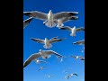 Голодные чайки едят мясо (Hungry gulls eat meat)