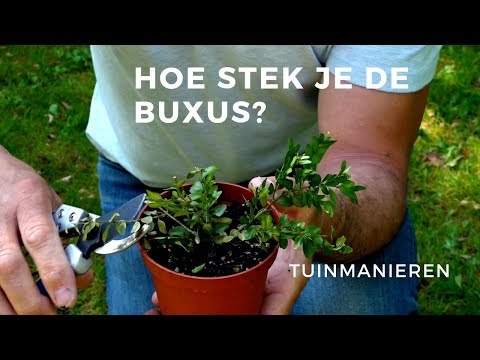 Video: Voortplanting van buxusstekken - Tips voor het nemen van buxusstekken