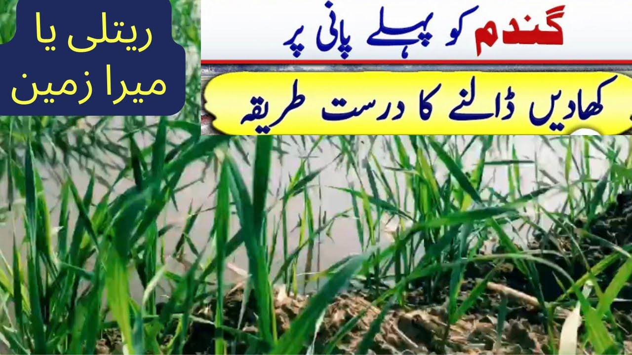 How to apply urea fertilizer to wheat in sandy soil on first irrigation
