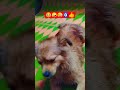 #garmi ka khoff 😂😄🐕🐶🧿👍#cute #dog #funny #comedy #yt #shorts #youtubeshorts #funnycute #funnyreel