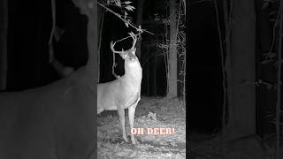 Whitetail Buck Snaps Licking Branch at Scrape #shorts #trailcamvideos #livedeercam #deervideos