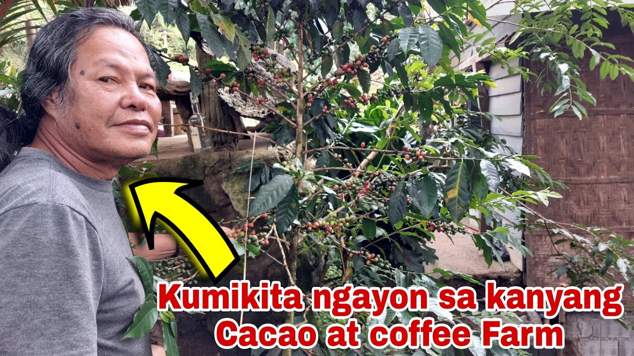 Dating OFW nag Invest sa Cacao at Coffee ngayon Kumikita na!