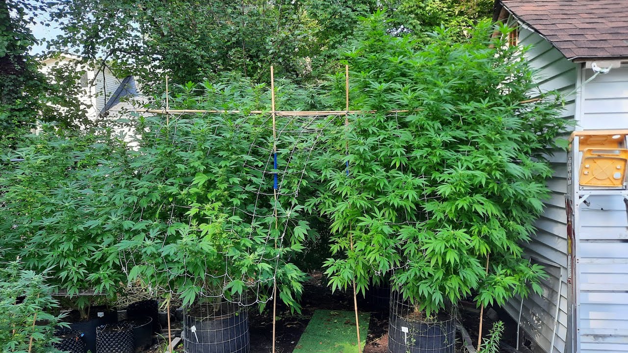 huge-12-ft-cannabis-trees-2lbs-per-plant-outdoor-weed-grow-pre-harvest