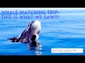 Whale Watching Trip- What we saw!!!! 4k