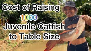 Cost Breakdown of Raising 1000 Juvenile Catfish to Table Size