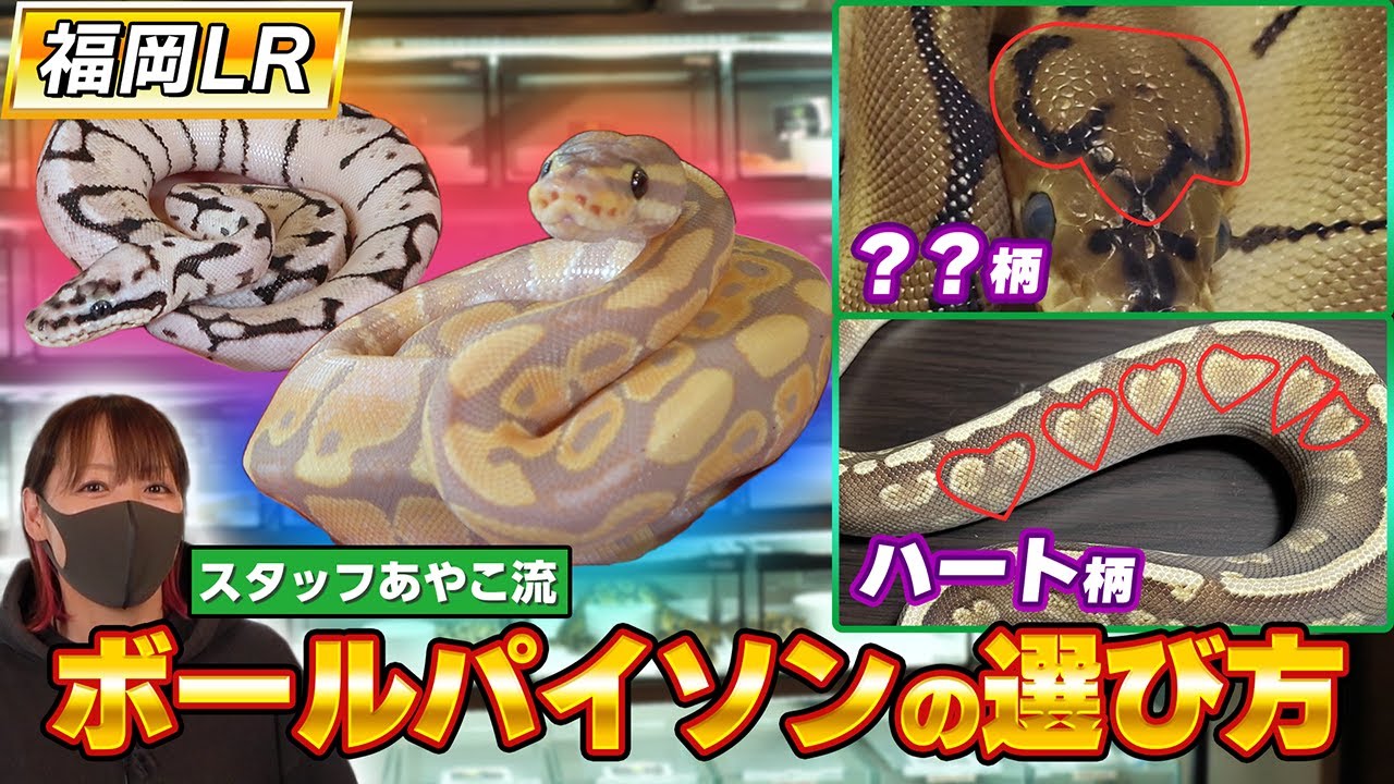 #55 初心者必見‼️初めてのボールパイソン選び🔰