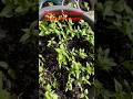 Organic pepper plants $5 each please call  Helen @ 6477076556