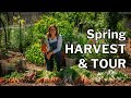 Massive harvest  garden tour arizona zone 9b