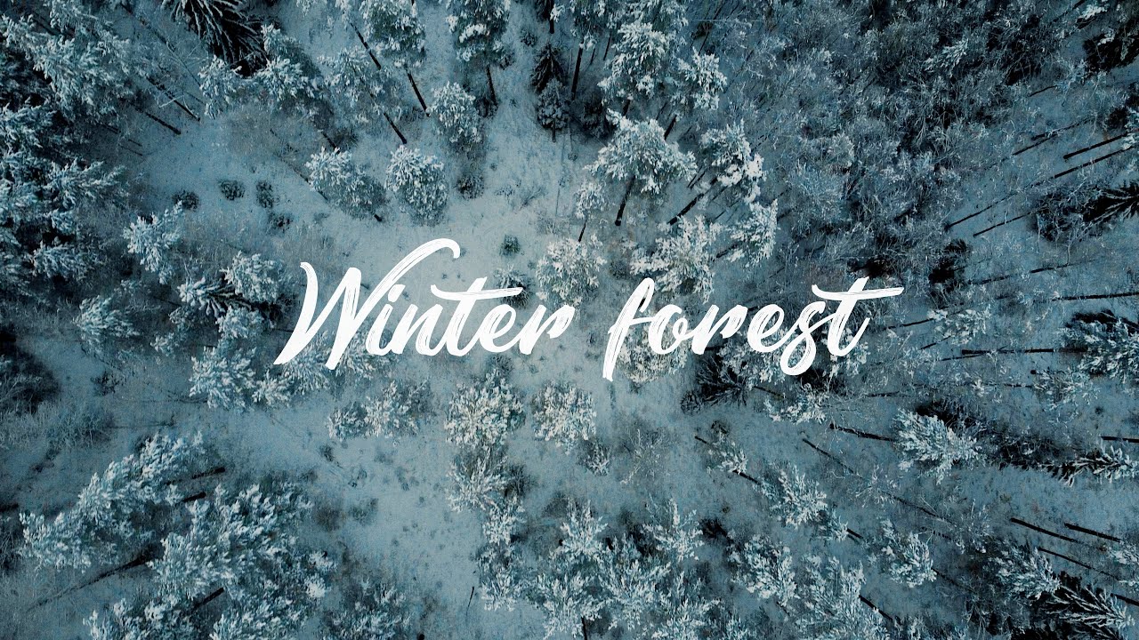 Winter Forest | Cinematic short film
