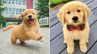 Lustige Tiere Videos Zum Totlachen !! Katzen und Hunde Videos 2021 [2]
