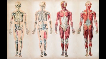 Giải Phẫu | Thực Hành Giải Phẫu Hệ Tiết Niệu