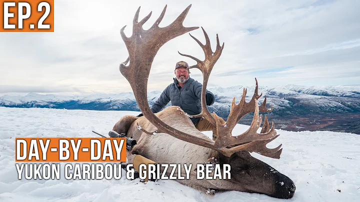 HUGE Bull Caribou | Yukon Caribou & Grizzly Bear (EP.2)