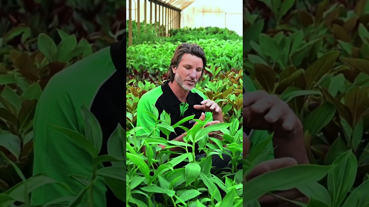 Costus plant at Bamboo Land  