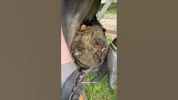 Taking Off The Horseshoe Satisfying Shorts Farrier Asmr Oddlysatisfying 