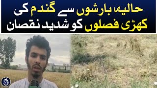 Kohat: Severe damage to standing wheat crops due to recent rains - Aaj News