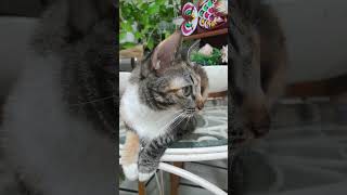 Celebrity Let stay safe inside? #cat  #cute  #funny Net Worth