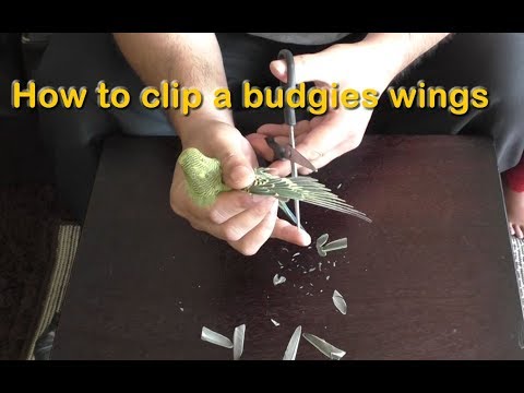 How to Clip a Budgies / Parakeets Wings, Cut / Trim Bird&rsquo;s Flight Feathers