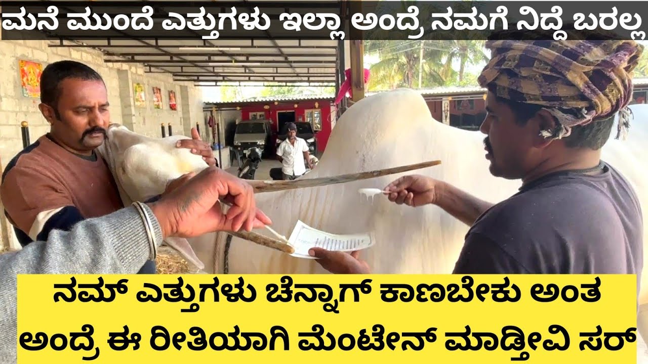 ಜಾತ್ರೆಗೆ ಅಂತ ರೆಡಿಯಾಗುತ್ತಿರುವ ಕನಕಪುರದ ಇಂದ್ರೇಶ್ ರವರ ಎತ್ತುಗಳು