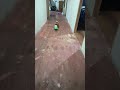 le achunte xd