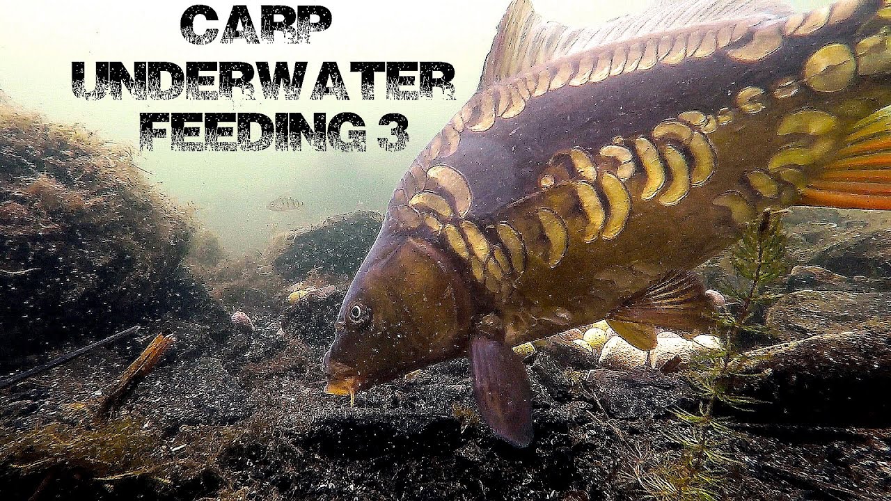 Carp underwater feeding 3 - YouTube