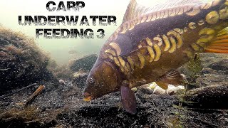 Carp underwater feeding 3