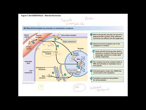 Video: Er thyreoideahormoner steroider?