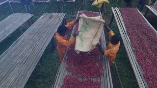 Guji Highland Coffee Plantation