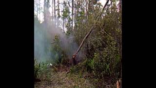 Tannerite Tree Trimming