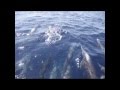 Take a Spin with the Divine Costa Rica Spinner Dolphins - Drake Bay, Costa Rica