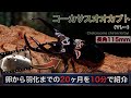 【長角115mm】コーカサスオオカブト(マレー)の孵化から羽化までの20ヶ月をまとめてみた【6/4虫の日】【2025〜2026】