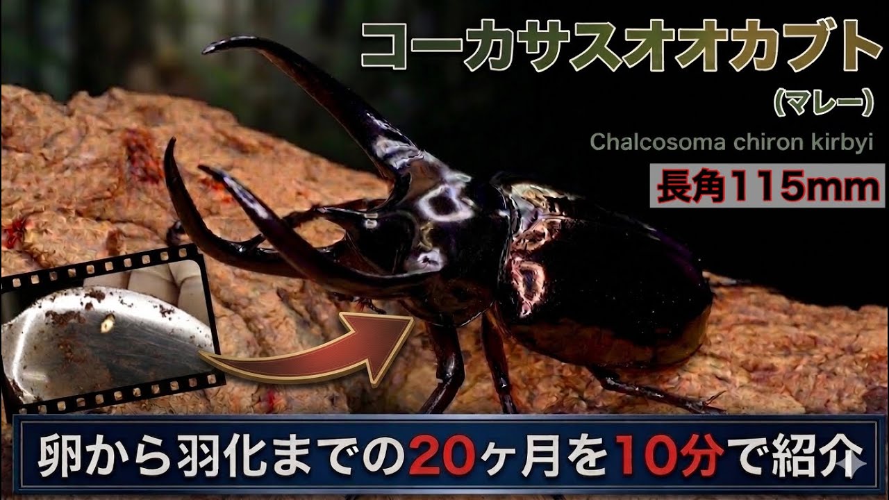 【長角115mm】コーカサスオオカブト(マレー)の孵化から羽化までの20ヶ月をまとめてみた【6/4虫の日】【2025〜2026】