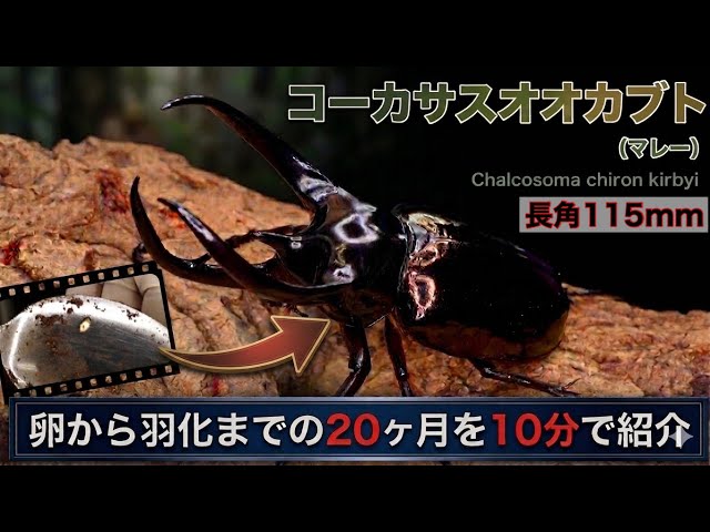 Long horn 115mm] A summary of the 20 months from hatching to